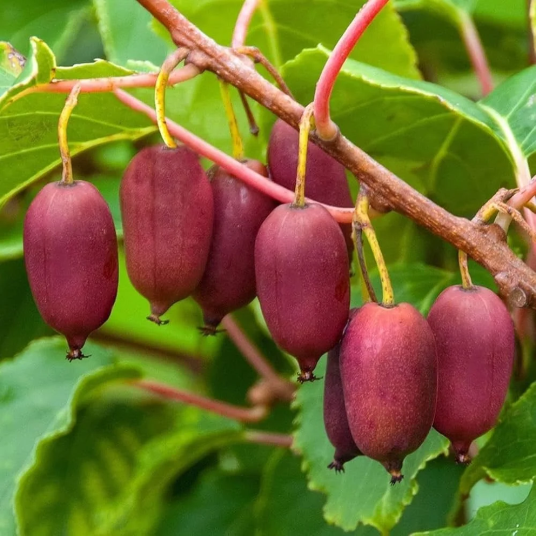 Well Watered Red Kiwi Stockist UAE